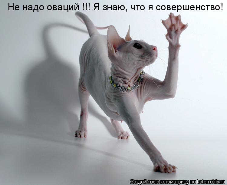 Котоматрица: Не надо оваций !!! Я знаю, что я совершенство!