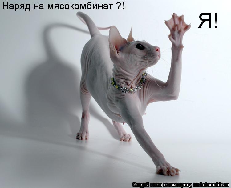 Котоматрица: Наряд на мясокомбинат ?!  Я!