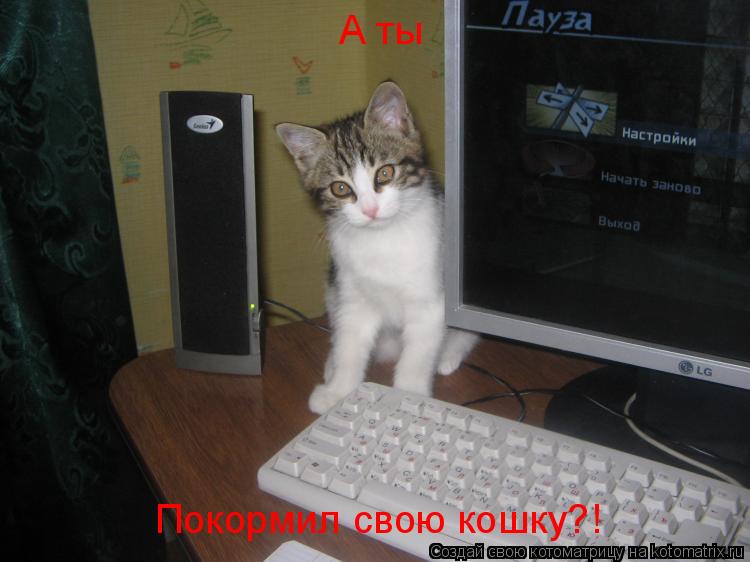 Котоматрица: А ты Покормил свою кошку?!