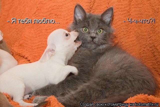 Котоматрица: - Я тебя люблю... - Ч-ч-что?!