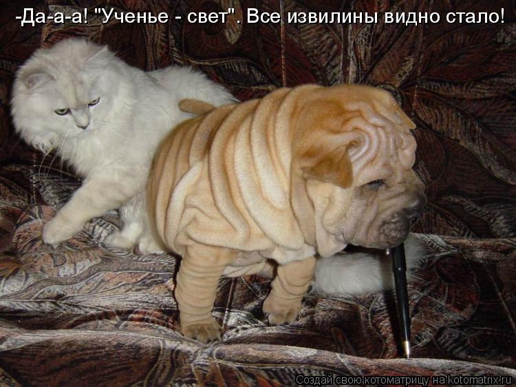 Котоматрица: -Да-а-а! "Ученье - свет". Все извилины видно стало!