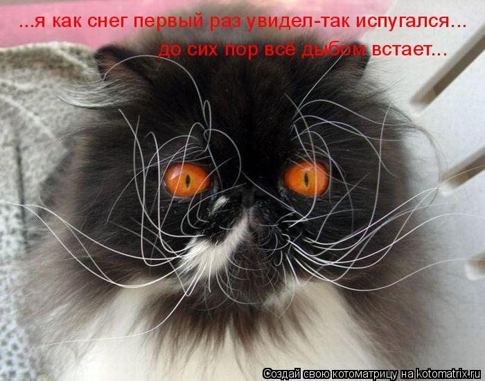 Котоматрица: ...я как снег первый раз увидел-так испугался... до сих пор всё дыбом встает...