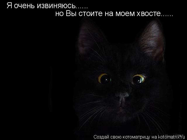 Котоматрица: Я очень извиняюсь...... но Вы стоите на моем хвосте......