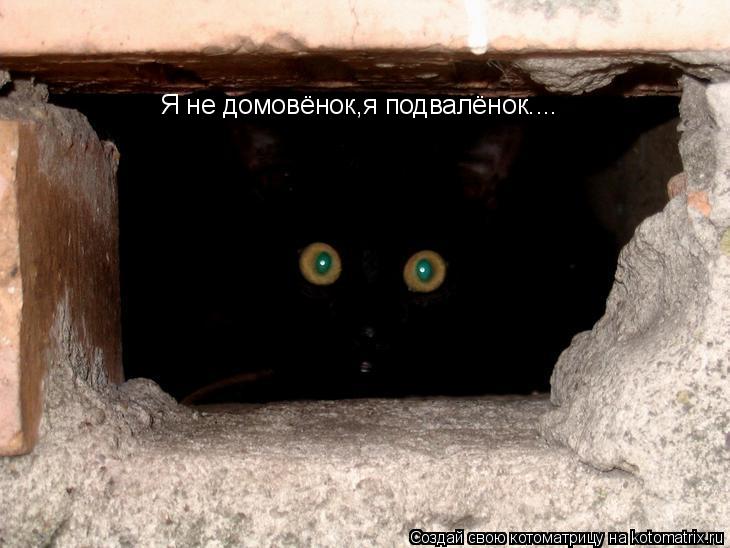 Котоматрица: Я не домовёнок,я подвалёнок....