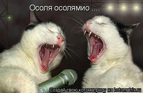 Котоматрица: Осоля осолямио ....