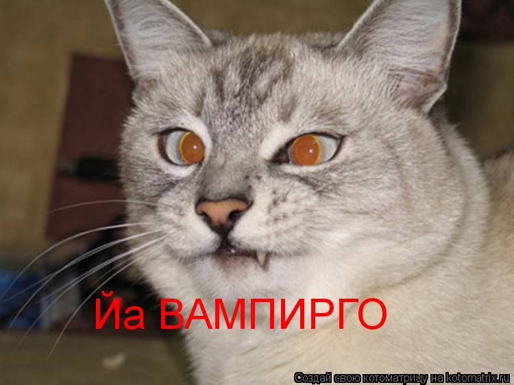 Котоматрица: Йа ВАМПИРГО