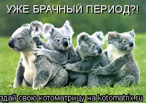 Котоматрица: УЖЕ БРАЧНЫЙ ПЕРИОД?!