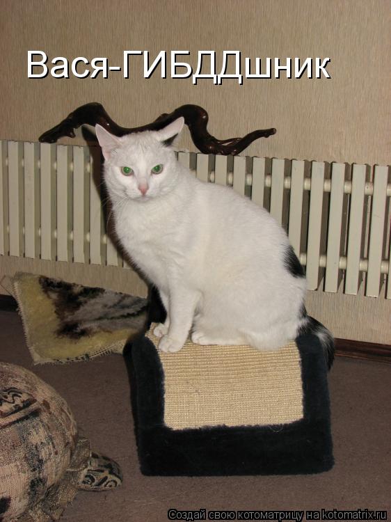 Котоматрица: Вася-ГИБДДшник