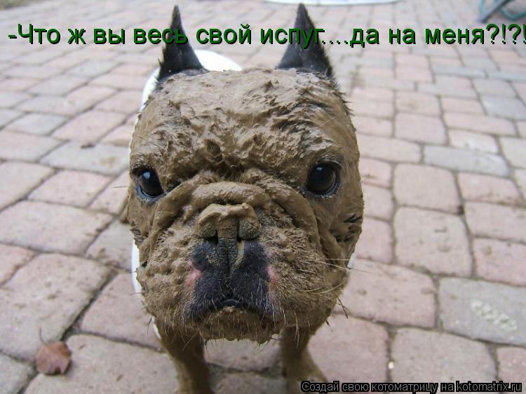Котоматрица: -Что ж вы весь свой испуг....да на меня?!?!