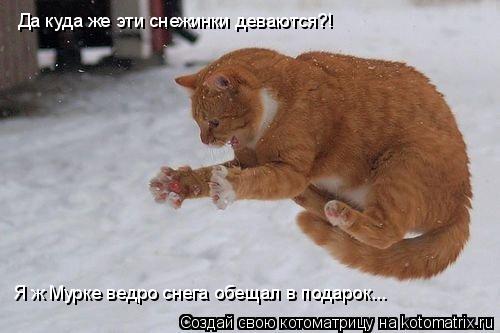 Котоматрица: Да куда же эти снежинки деваются?! Я ж Мурке ведро снега обещал в подарок...