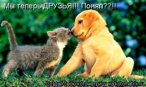 Котоматрица: Мы теперь ДРУЗЬЯ!!! Понял??!!