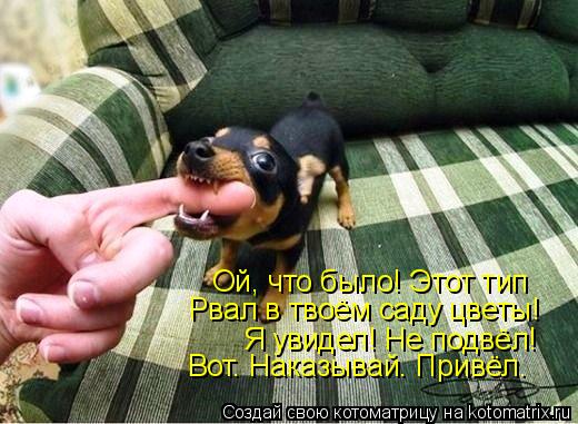 Котоматрица: Рвал в твоём саду цветы! Я увидел! Не подвёл! Ой, что было! Этот тип Вот. Наказывай. Привёл.