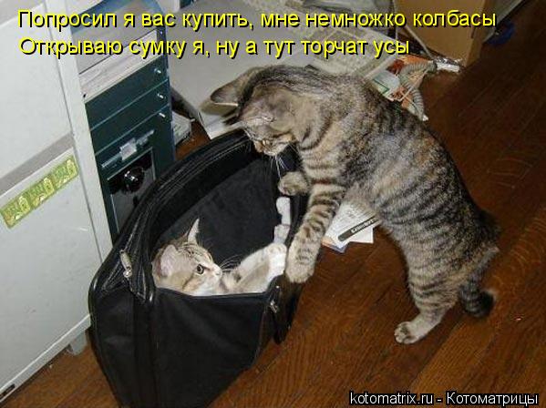 Котоматрица: Попросил я вас купить, мне немножко колбасы Открываю сумку я, ну а тут торчат усы