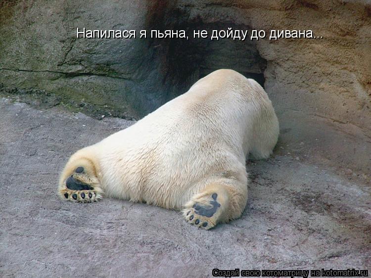 Котоматрица: Напилася я пьяна, не дойду до дивана...