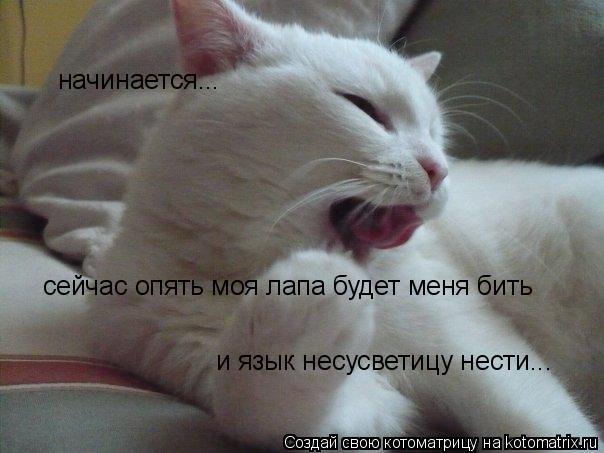 Котоматрица: начинается... сейчас опять моя лапа будет меня бить и язык несусветицу нести...