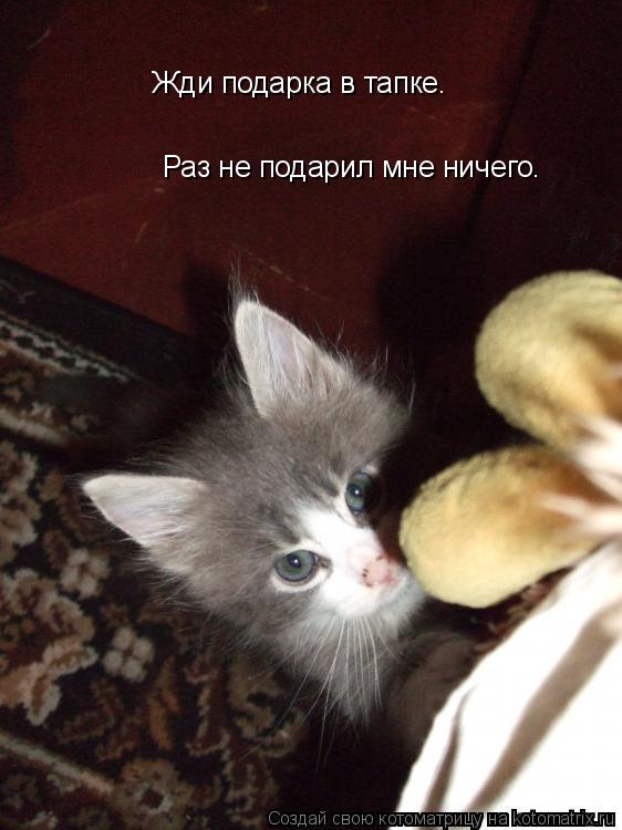Котоматрица: Жди подарка в тапке. Раз не подарил мне ничего.