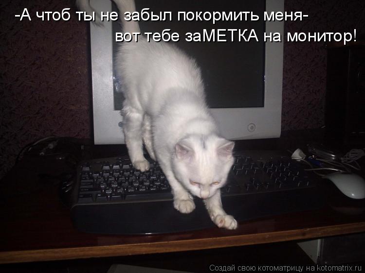 Котоматрица: вот тебе заМЕТКА на монитор! -А чтоб ты не забыл покормить меня-