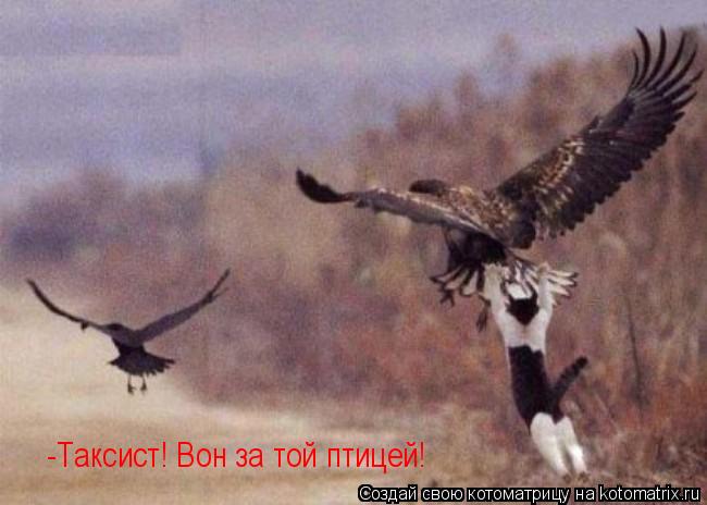 -Таксист! Вон за той птицей!... Котоматрица: -Таксист! Вон за той птицей!
