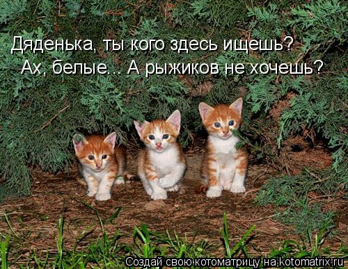 Дяденька, ты кого здесь ищешь? Ах, белые... А рыжиков не хочешь?... Котоматрица: Дяденька, ты кого здесь ищешь? Ах, белые... А рыжиков не хочешь?