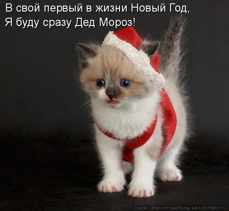 Котоматрица: В свой первый в жизни Новый Год, Я буду сразу Дед Мороз!
