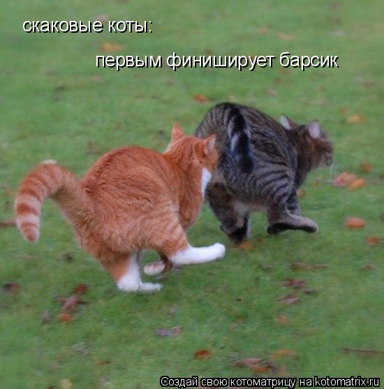 Котоматрица: скаковые коты:  первым финиширует барсик