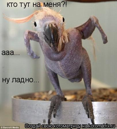 кто тут на меня?! ааа... ну ладно...... Котоматрица: кто тут на меня?! ааа... ну ладно...