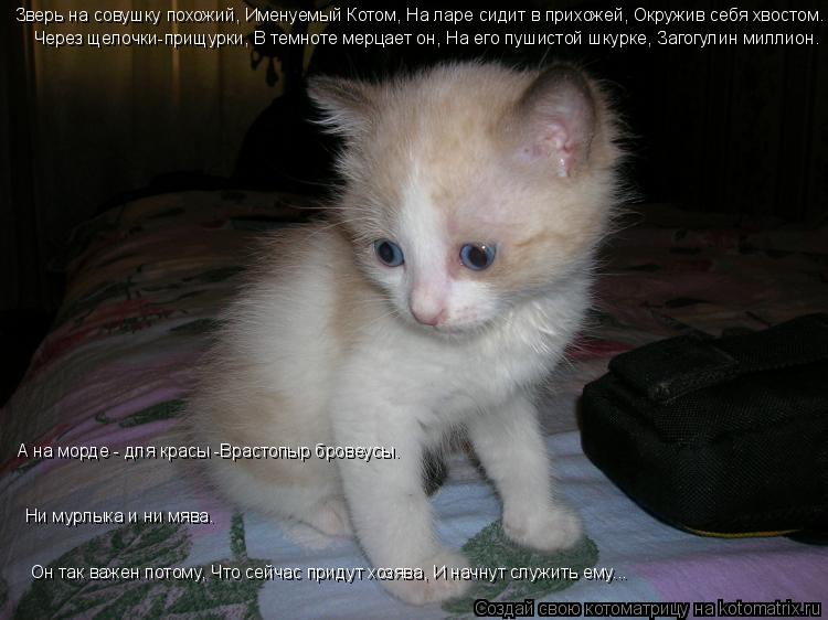 Котоматрица: Зверь на совушку похожий, Именуемый Котом, На ларе сидит в прихожей, Окружив себя хвостом.  Через щелочки-прищурки, В темноте мерцает он, На е