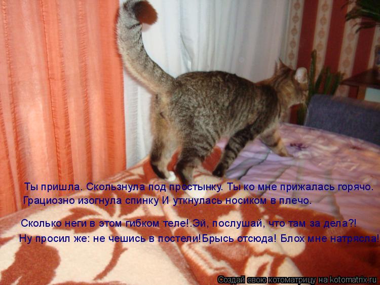 Котоматрица: Ты пришла. Скользнула под простынку. Ты ко мне прижалась горячо. Грациозно изогнула спинку И уткнулась носиком в плечо. Сколько неги в этом 