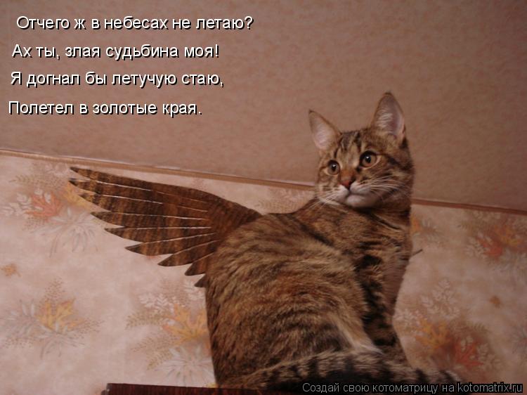 Котоматрица: Отчего ж в небесах не летаю? Ах ты, злая судьбина моя! Я догнал бы летучую стаю, Полетел в золотые края…
