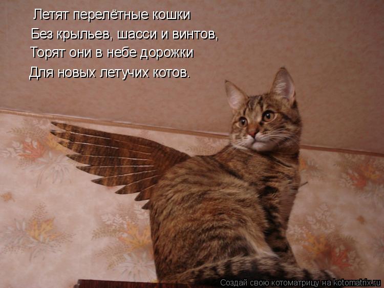 Котоматрица: Летят перелётные кошки Без крыльев, шасси и винтов, Торят они в небе дорожки Для новых летучих котов…