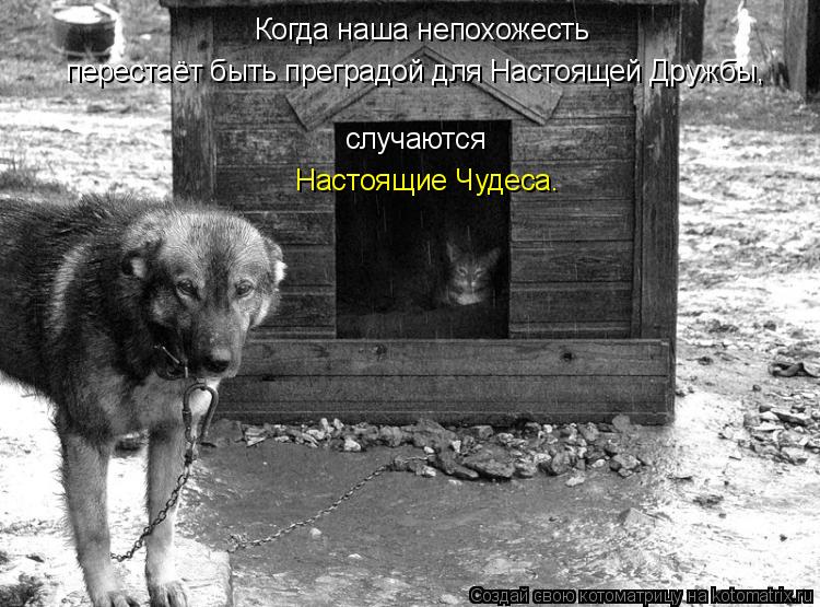 случаются Настоящие Чудеса. перестаёт быть преградой для Настоящей Дружбы, Когда наша непохожесть... Котоматрица: случаются Настоящие Чудеса. перестаёт быть преградой для Настоящей Дружбы, Когда наша непохожесть
