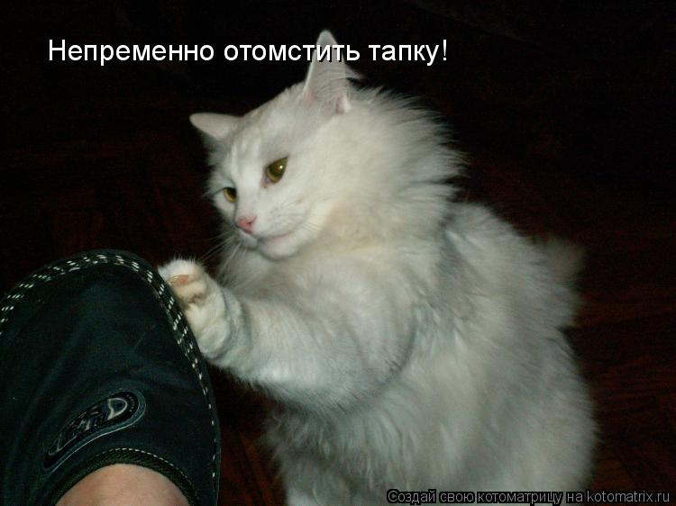 Котоматрица: Непременно отомстить тапку!