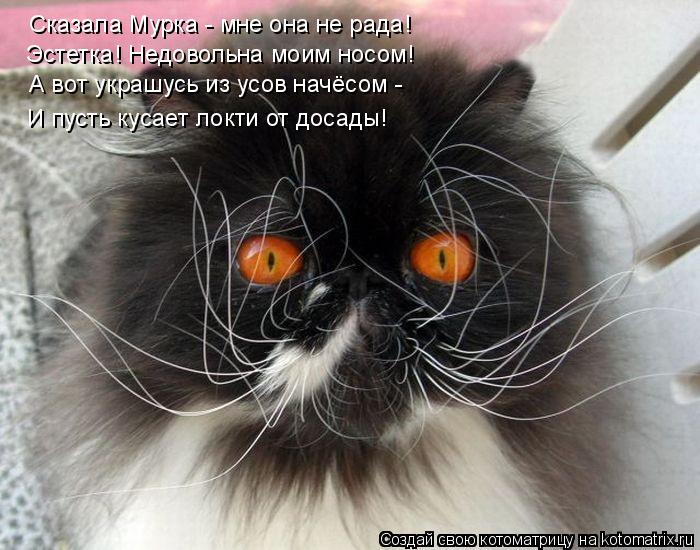 Котоматрица: Сказала Мурка - мне она не рада! Эстетка! Недовольна моим носом! А вот украшусь из усов начёсом - И пусть кусает локти от досады!