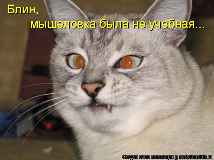 Блин, мышеловка была не учебная...... Котоматрица: Блин, мышеловка была не учебная...