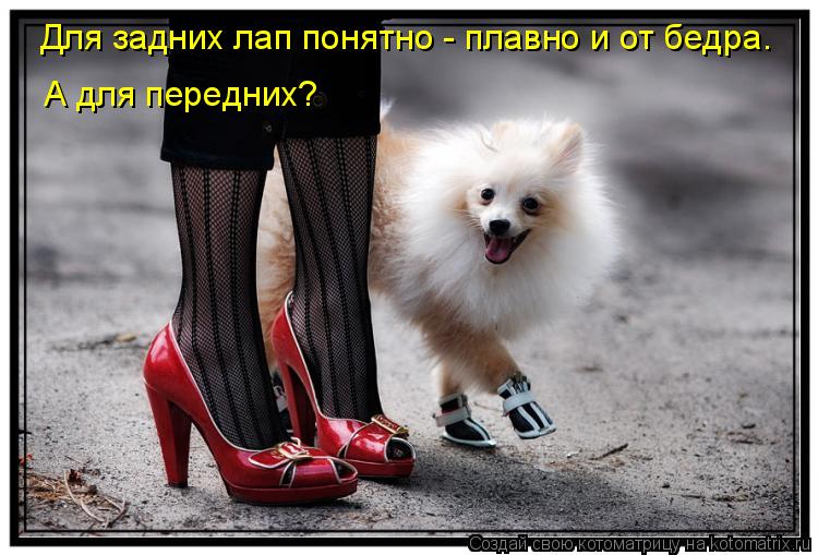А для передних? Для задних лап понятно - плавно и от бедра.... Котоматрица: А для передних? Для задних лап понятно - плавно и от бедра.