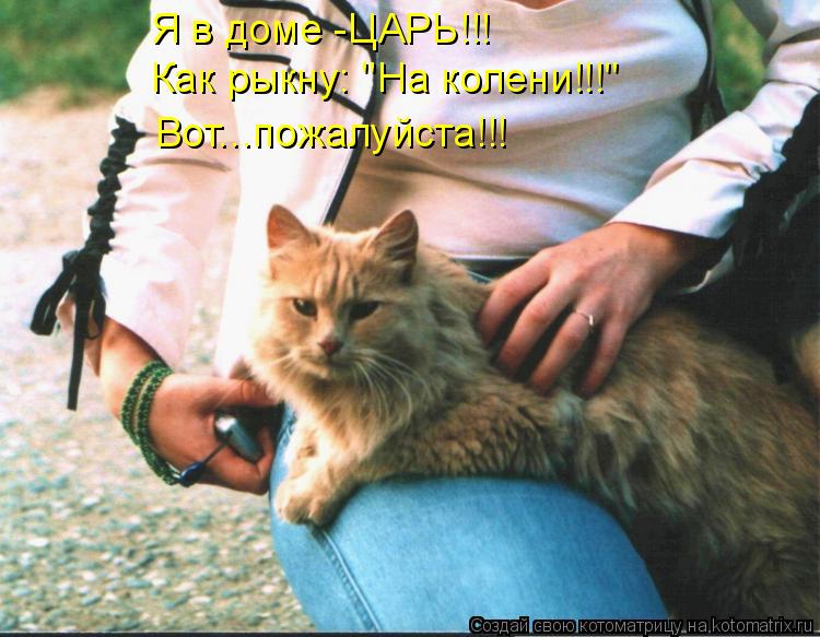 Котоматрица: Я в доме -ЦАРЬ!!! Как рыкну: "На колени!!!" Вот...пожалуйста!!!