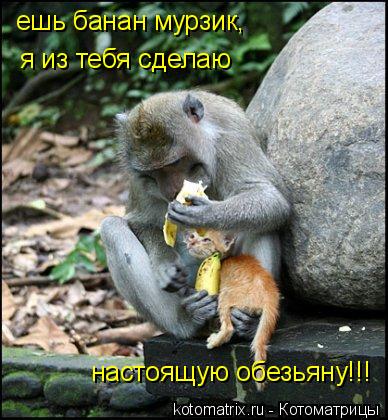 Котоматрица: ешь банан мурзик, я из тебя сделаю настоящую обезьяну!!!