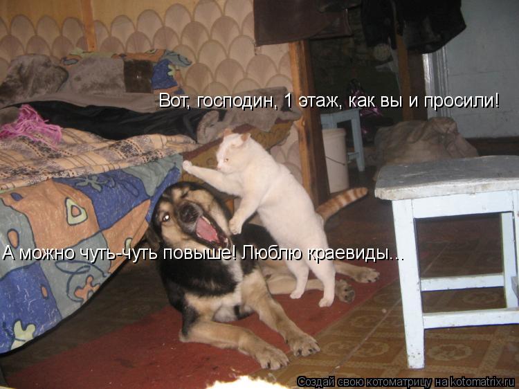 Котоматрица: Вот, господин, 1 этаж, как вы и просили! А можно чуть-чуть повыше! Люблю краевиды...