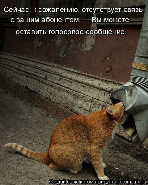 Котоматрица: Сейчас, к сожалению, отсутствует связь  с вашим абонентом.     Вы можете   оставить голосовое сообщение.