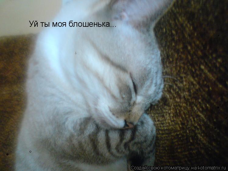 Котоматрица: Уй ты моя блошенька...