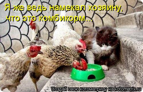 Я же ведь намекал хозяину, что это комбикорм...... Котоматрица: Я же ведь намекал хозяину, что это комбикорм...