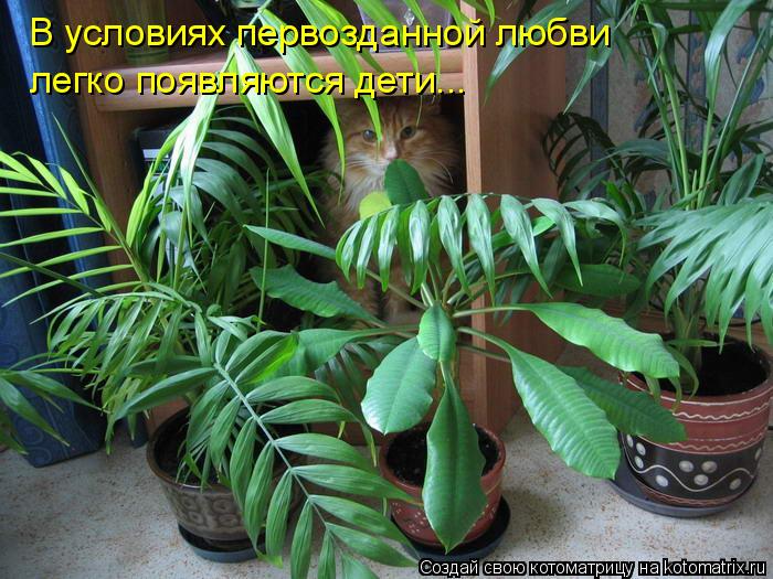 В условиях первозданной любви легко появляются дети...... Котоматрица: В условиях первозданной любви легко появляются дети...
