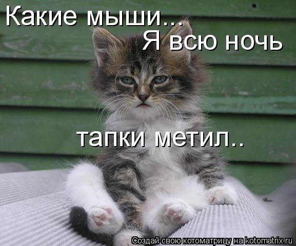 Котоматрица: Какие мыши... Я всю ночь  тапки метил..