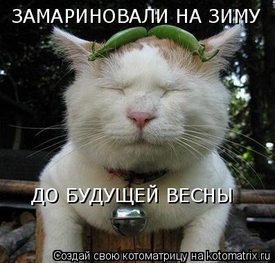 Котоматрица: ЗАМАРИНОВАЛИ НА ЗИМУ ДО БУДУЩЕЙ ВЕСНЫ