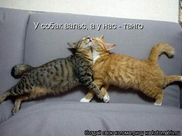 Котоматрица: У собак вальс, а у нас - танго
