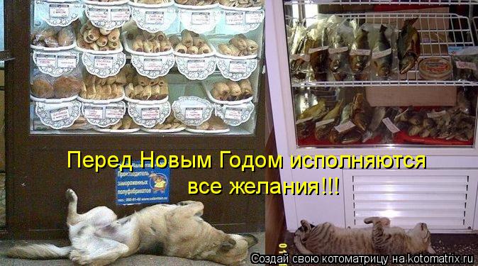 Котоматрица: Перед Новым Годом исполняются все желания!!!
