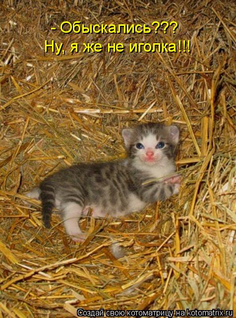 Котоматрица: - Обыскались??? Ну, я же не иголка!!!