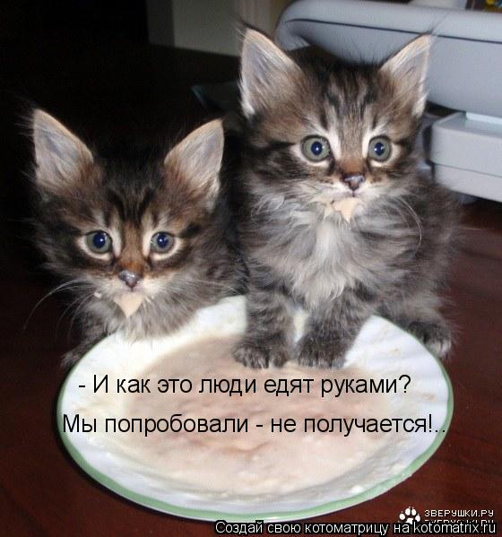 Котоматрица: - И как это люди едят руками? Мы попробовали - не получается!..