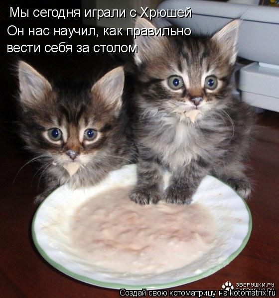 Котоматрица: Мы сегодня играли с Хрюшей Он нас научил, как правильно вести себя за столом
