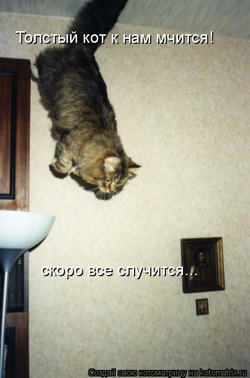 Толстый кот к нам мчится! скоро все случится...... Котоматрица: Толстый кот к нам мчится! скоро все случится...